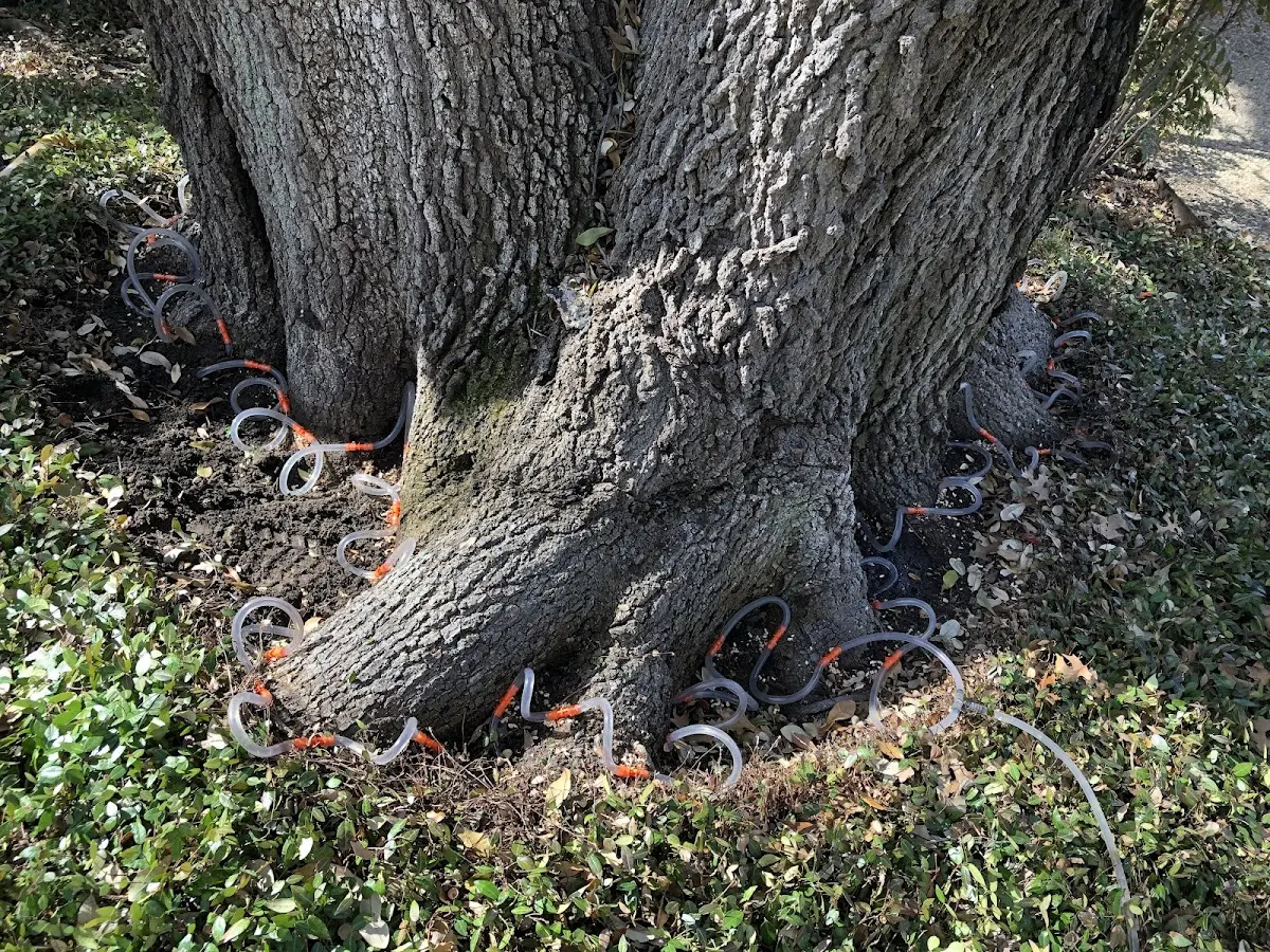 Detailed Tree Cabling and Bracing job site in Nankin