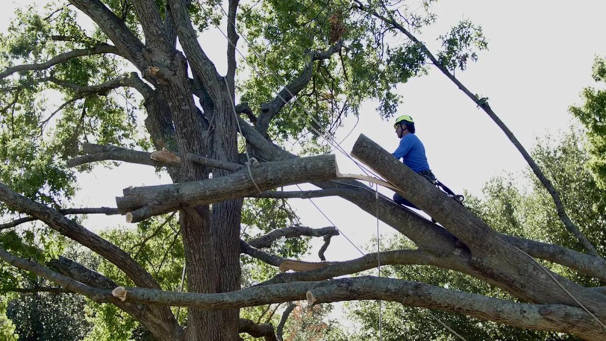 Professional Hazardous Tree Removal performed by certified arborists in Nankin