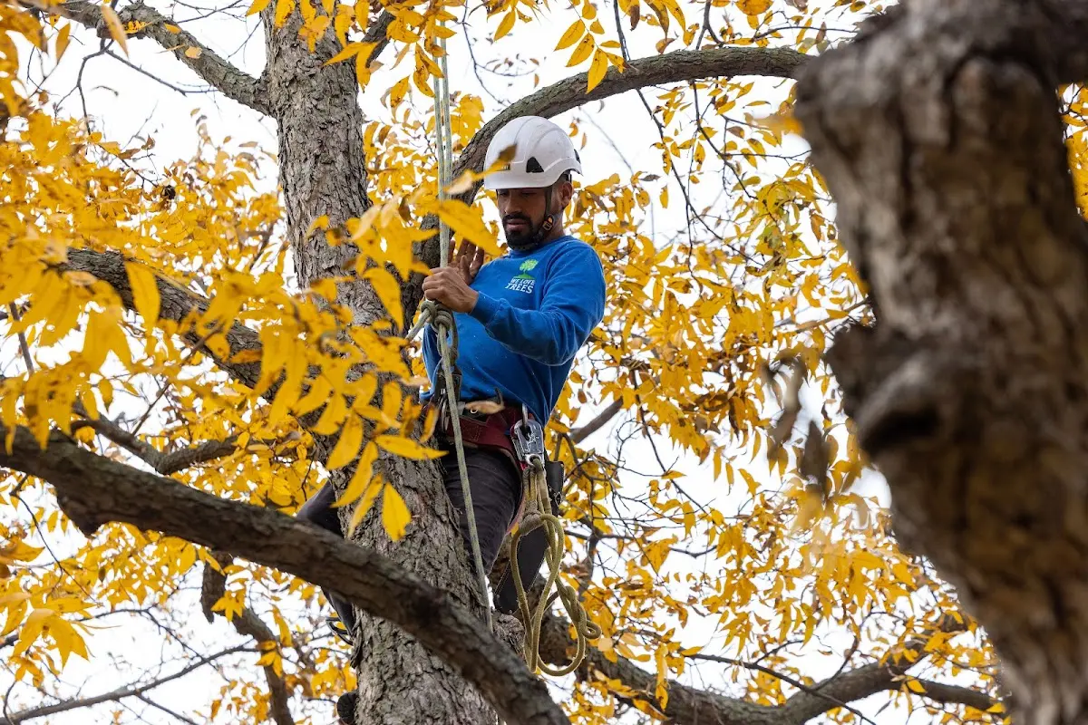 Skilled Tree Planing crew working in Nankin